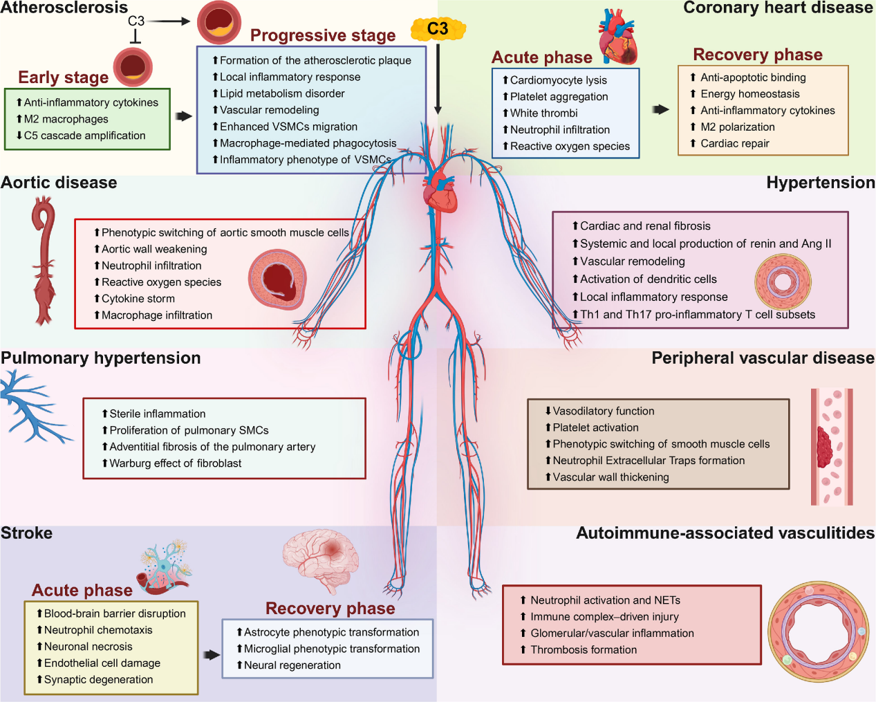 补体核心效应分子C3