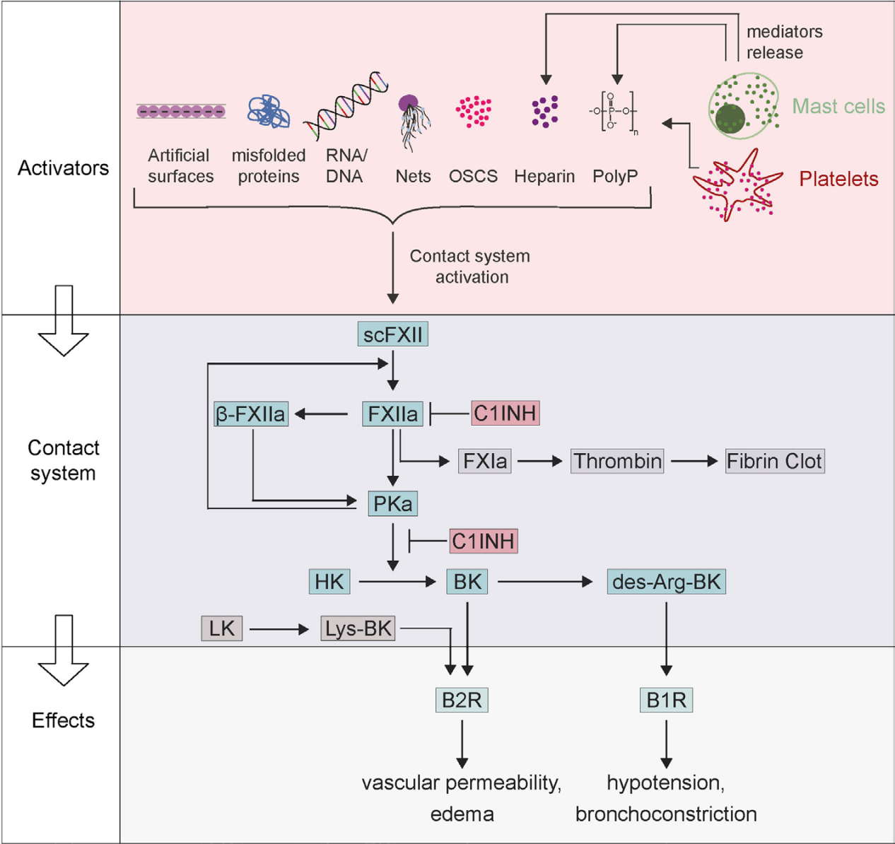 接触激活型丝氨酸蛋白酶F12