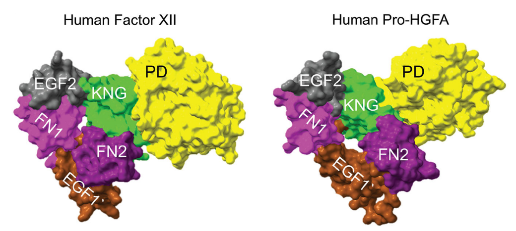 接触激活型丝氨酸蛋白酶F12