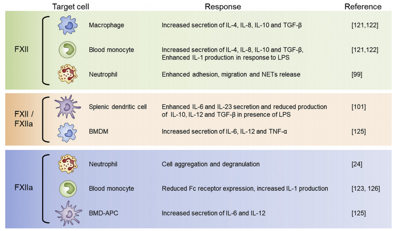 接触激活型丝氨酸蛋白酶F12