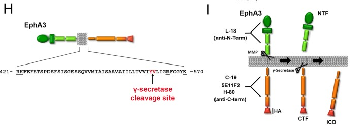 酪氨酸蛋白激酶受体 EPHA3