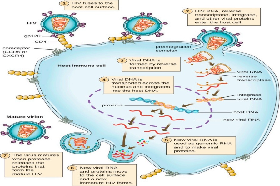 人类免疫缺陷病毒HIV-1