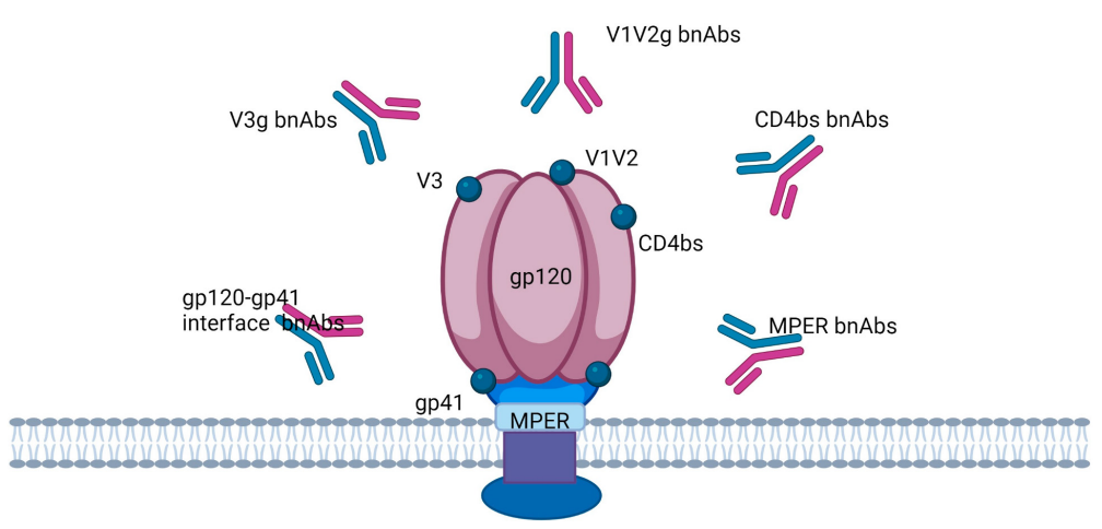 人类免疫缺陷病毒HIV-1