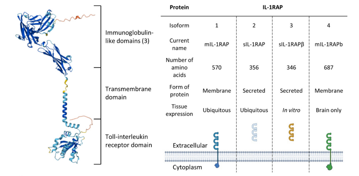 炎症细胞因子共受体IL1RAP