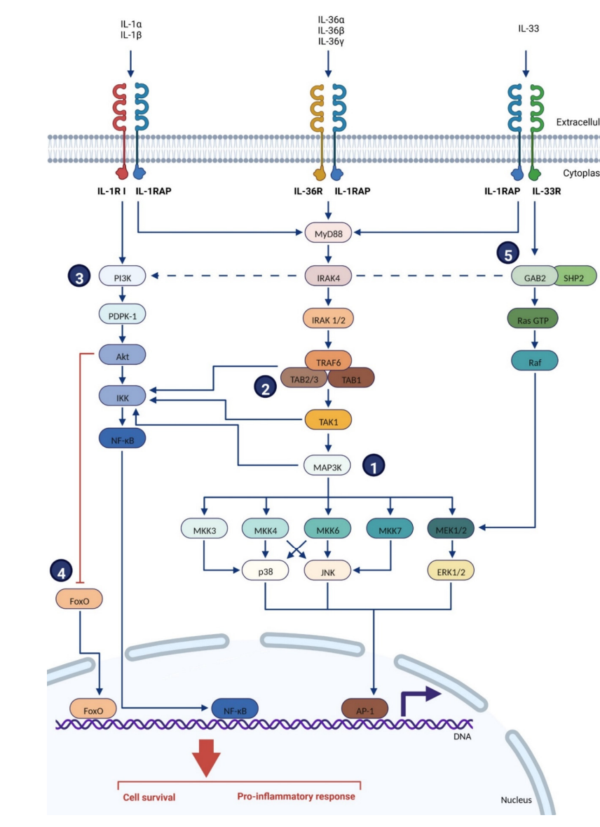 炎症细胞因子共受体IL1RAP
