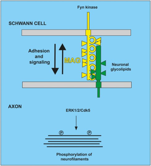 髓鞘相关糖蛋白MAG