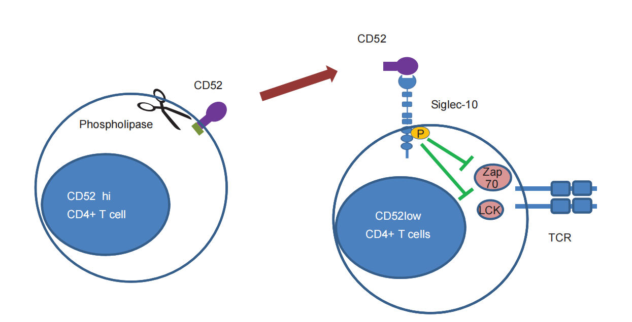 唾液酸化抑制性受体配体CD52