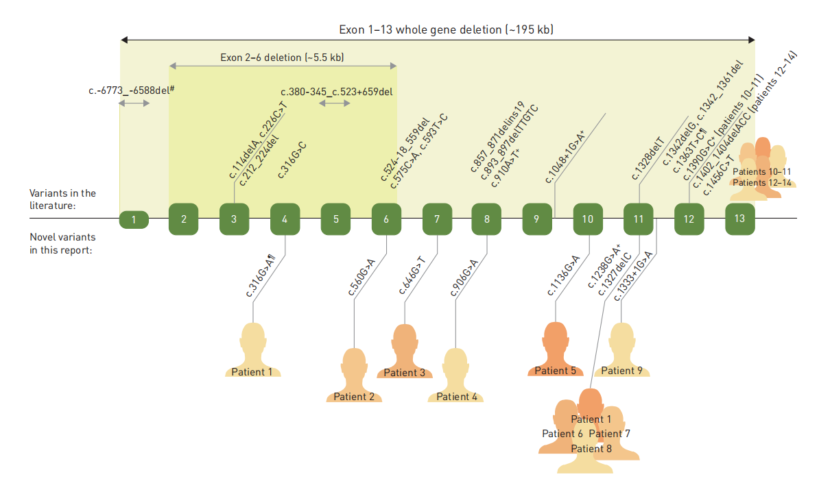 钠依赖性磷酸盐转运蛋白SLC34A2