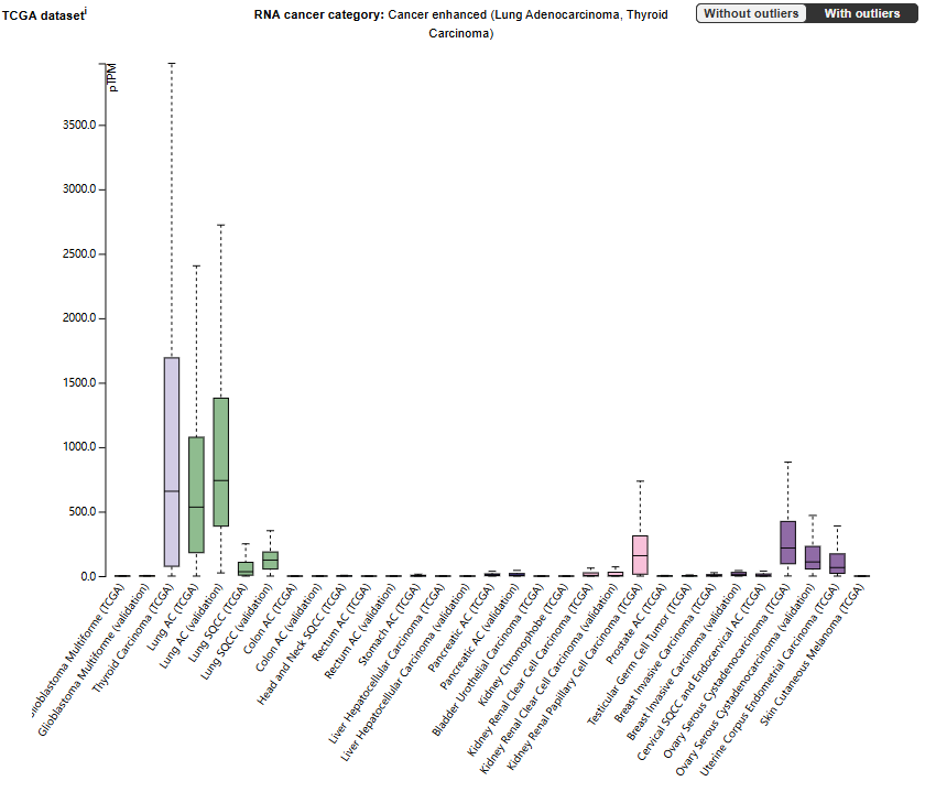 钠依赖性磷酸盐转运蛋白SLC34A2