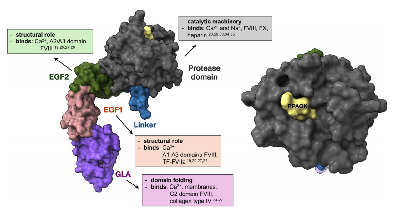 凝血因子FIX 凝血因子FIX
