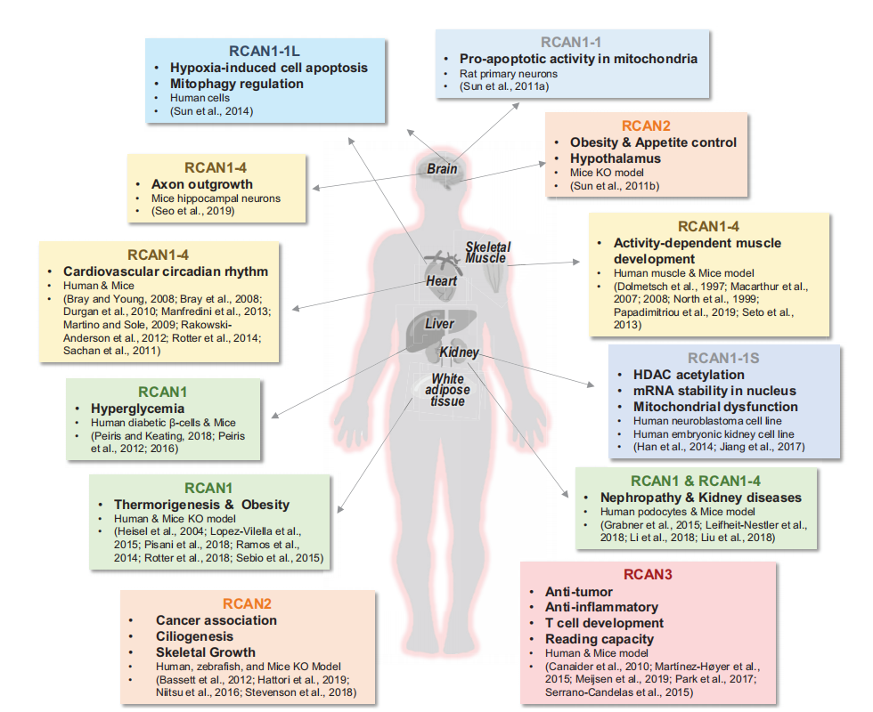 钙调磷酸酶调控蛋白CSP1