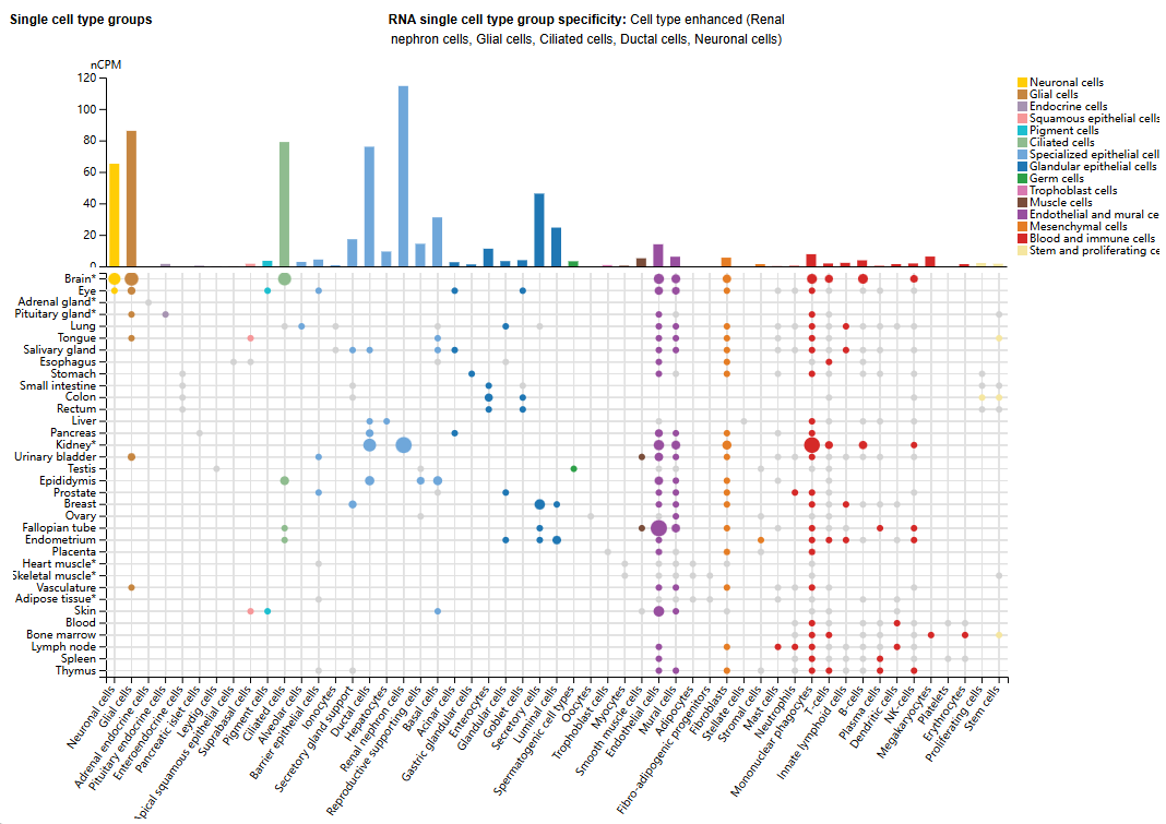 钙调磷酸酶调控蛋白CSP1
