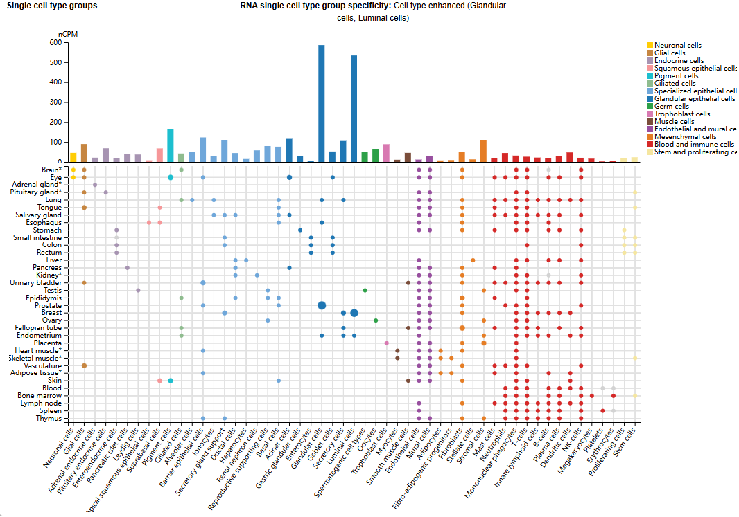 锌转运蛋白SLC39A6 锌转运蛋白SLC39A6
