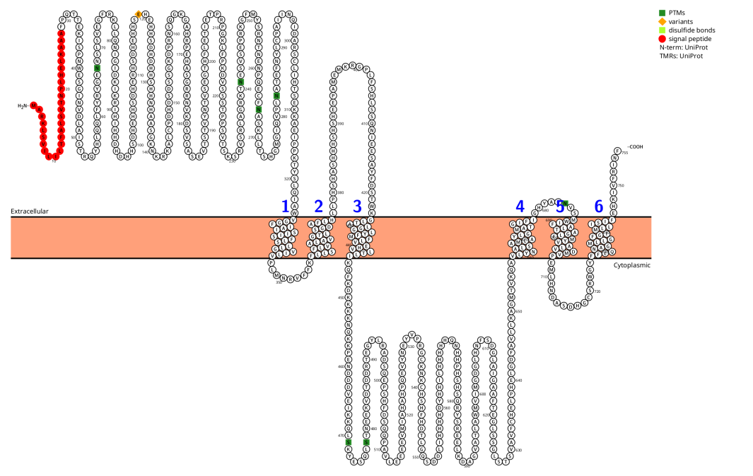 锌转运蛋白SLC39A6 锌转运蛋白SLC39A6