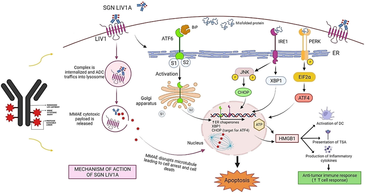 锌转运蛋白SLC39A6 锌转运蛋白SLC39A6