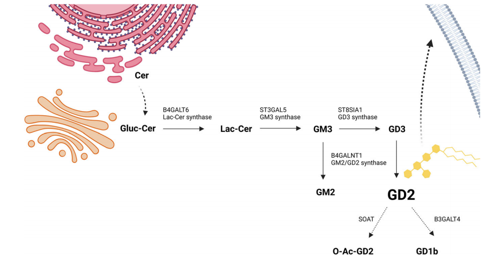 肿瘤治疗靶点Ganglioside GD2