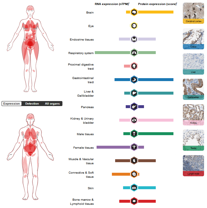 血管发育调节因子ACVRL1 血管发育调节因子ACVRL1