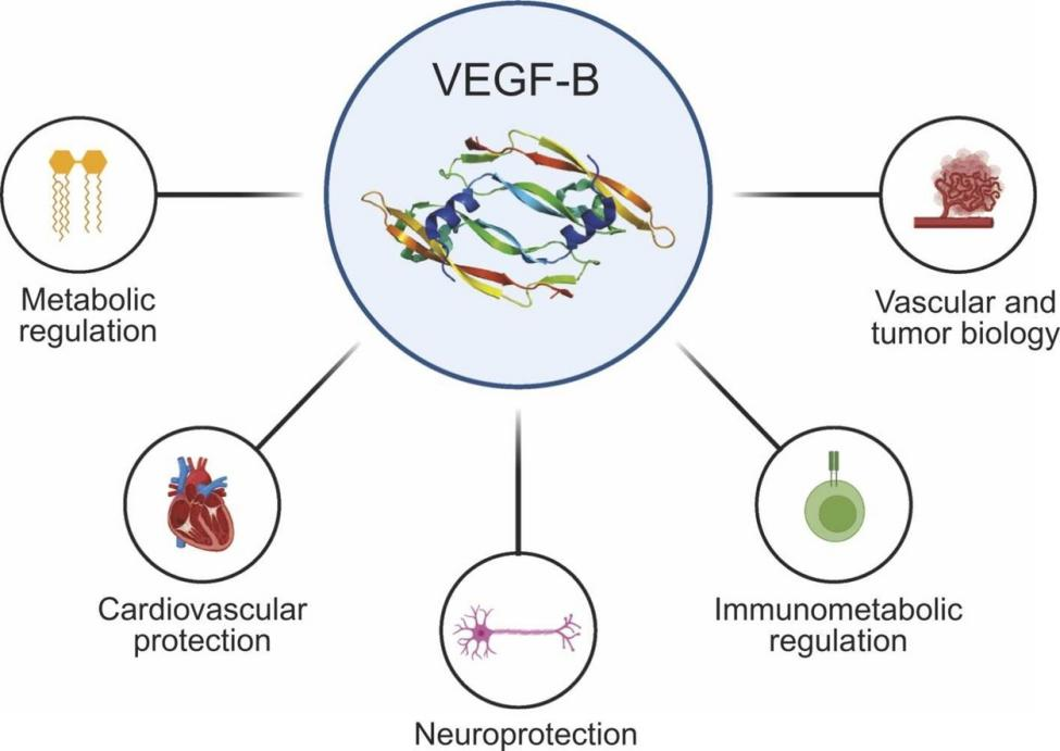 血管内皮生长因子VEGFB
