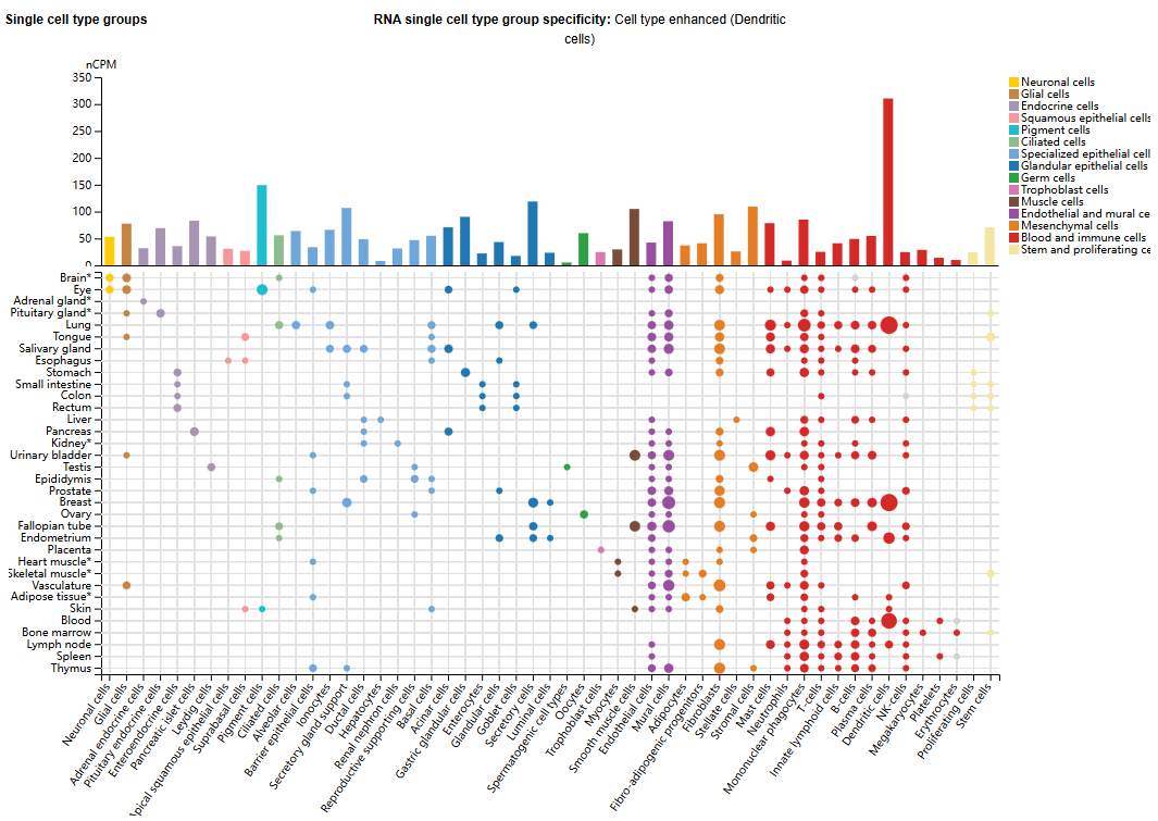 血管内皮生长因子VEGFB