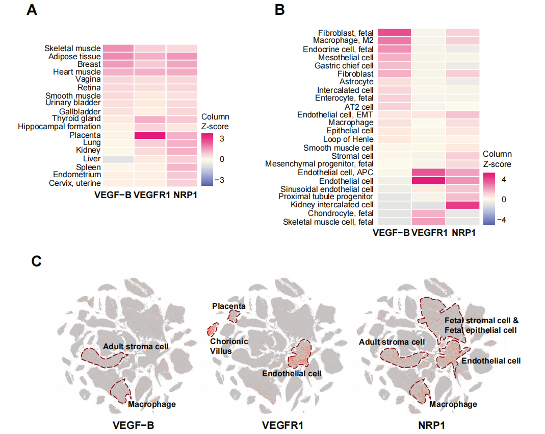 血管内皮生长因子VEGFB
