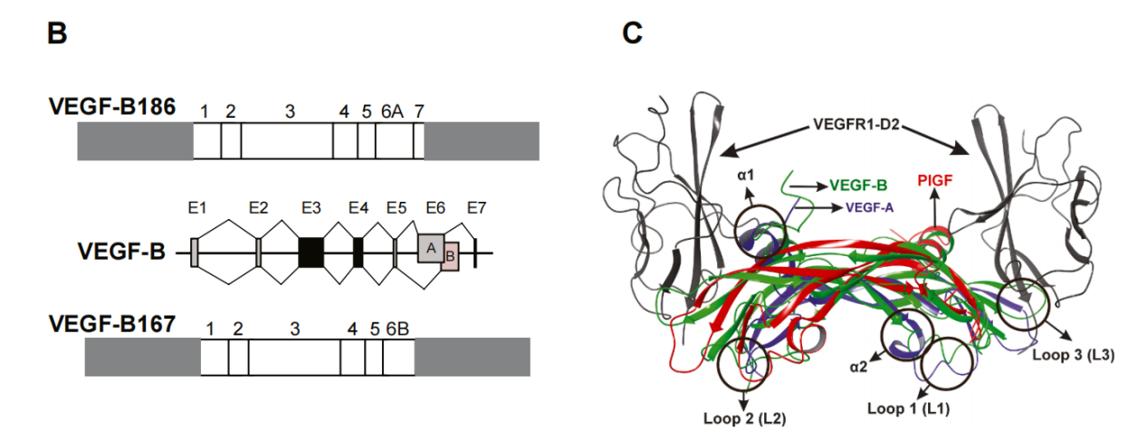 血管内皮生长因子VEGFB