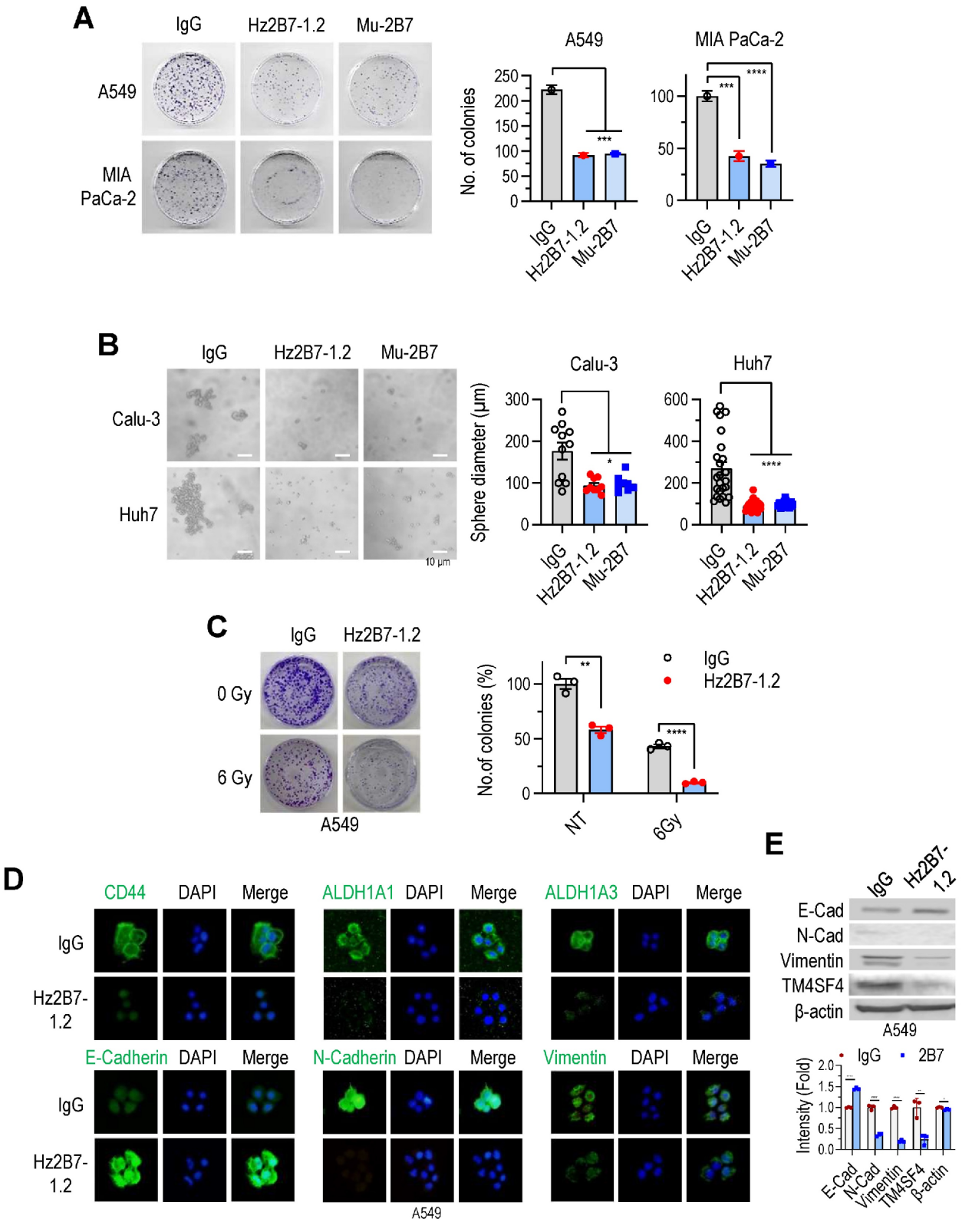 文献分享：靶向TM4SF4治疗性抗体开发及表征