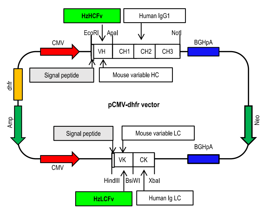 文献分享：靶向TM4SF4治疗性抗体开发及表征