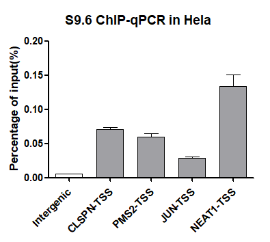 Anti-DNA-RNA Hybrid [S9.6] Antibody