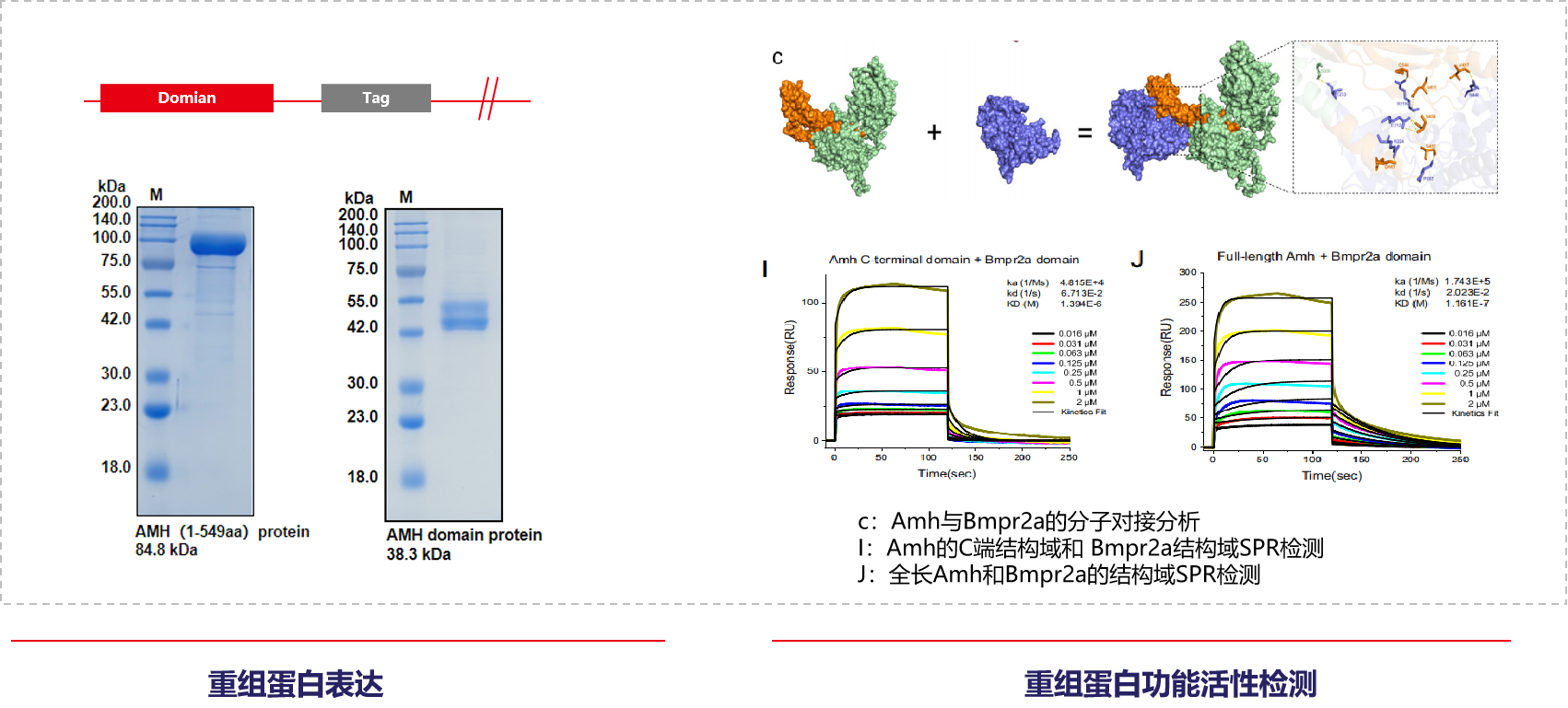 项目文章IF=15.7：抗苗勒管激素信号维持斑马鱼的昼夜稳态