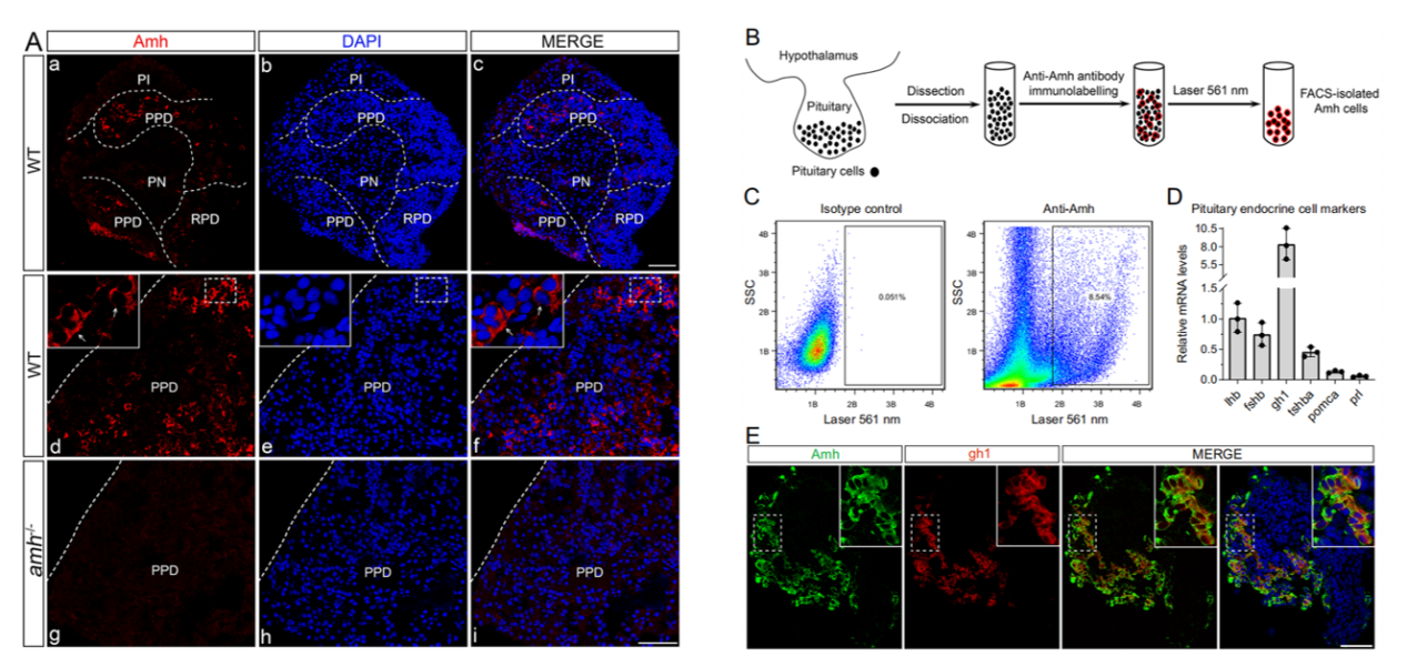 项目文章IF=15.7：抗苗勒管激素信号维持斑马鱼的昼夜稳态
