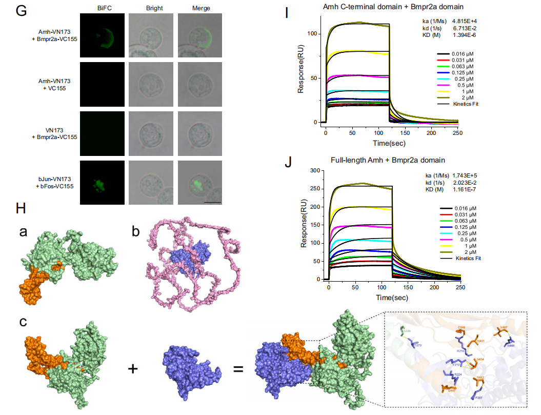 项目文章IF=15.7：抗苗勒管激素信号维持斑马鱼的昼夜稳态