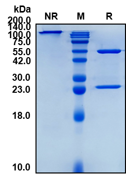 Anti-mouse PD-1 Antibody(29F.1A12)
