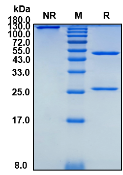 Anti-mouse PD-1 Antibody(RMP1-14)