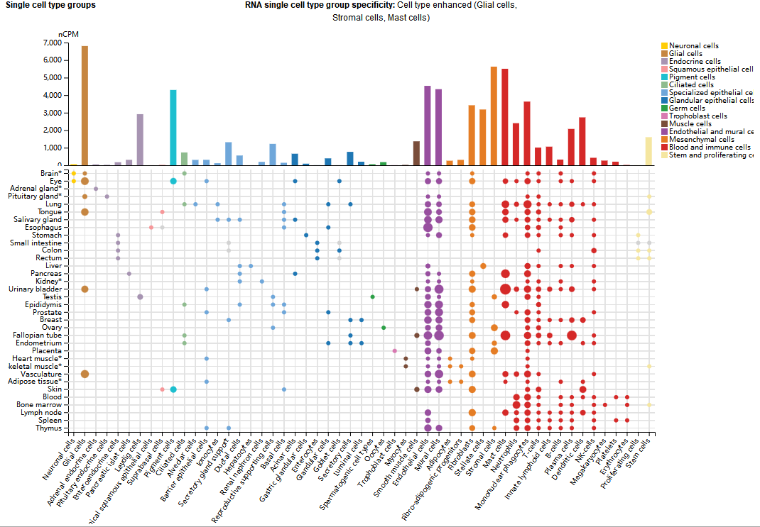 细胞骨架协调蛋白VIM