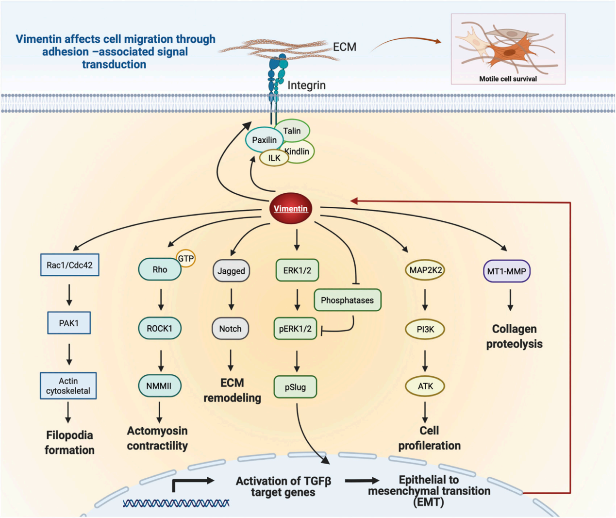 细胞骨架协调蛋白VIM