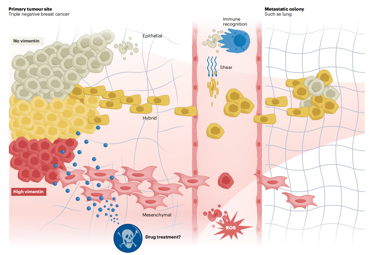 细胞骨架协调蛋白VIM