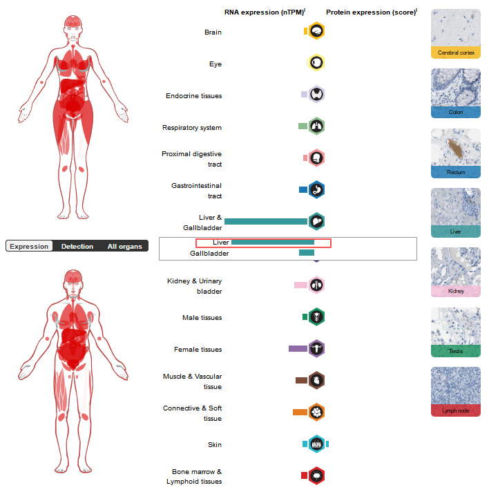 补体级联启动因子C1s