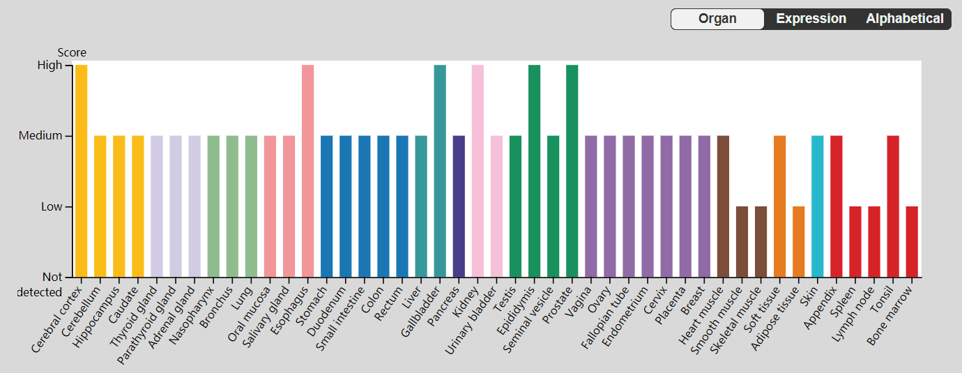 树突棘形态调节因子BAIAP2 树突棘形态调节因子BAIAP2
