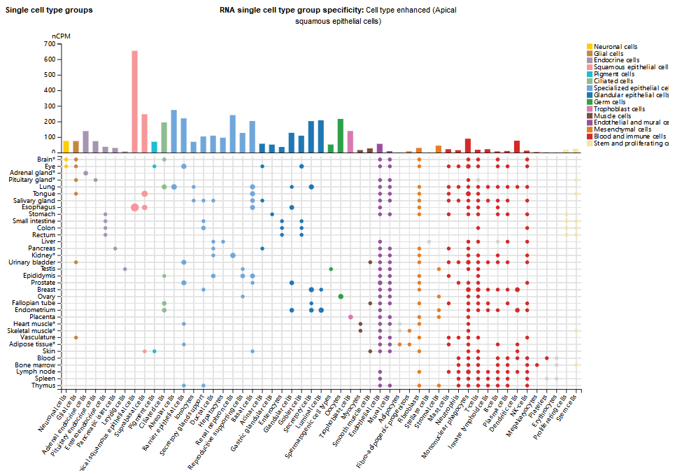 树突棘形态调节因子BAIAP2 树突棘形态调节因子BAIAP2