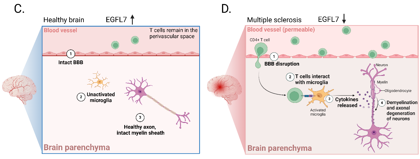 表皮生长因子样蛋白EGFL7 表皮生长因子样蛋白EGFL7