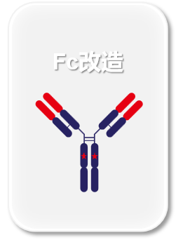 抗体工程