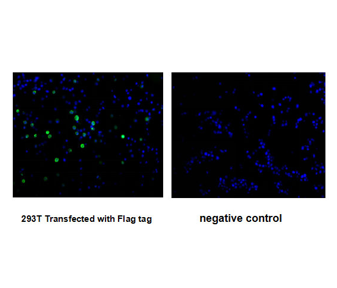 Flag Monoclonal Antibody