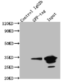 GFP Monoclonal Antibody