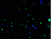 HA Monoclonal Antibody