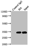 HA Monoclonal Antibody