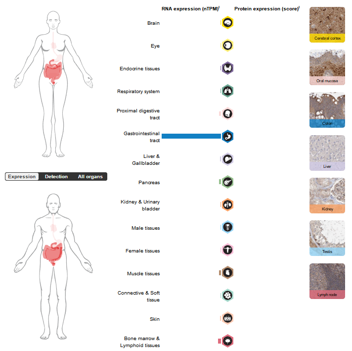 鸟苷酸环化酶GUCY2C