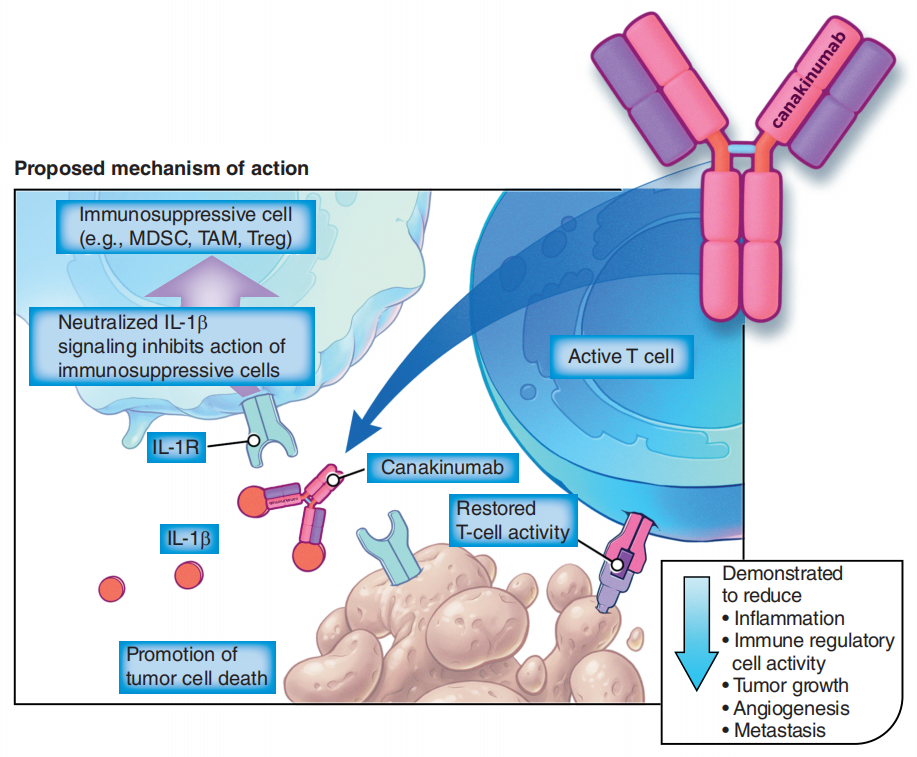 炎症性细胞因子IL-1β