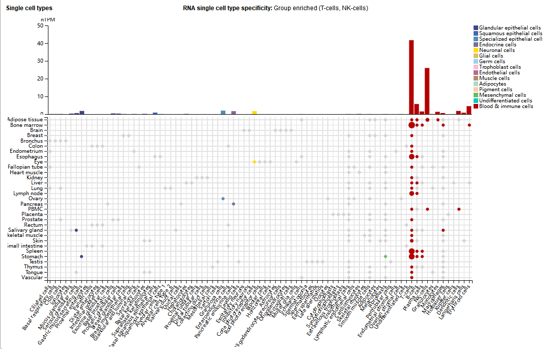 杀伤细胞激活受体KLRK1 杀伤细胞激活受体KLRK1