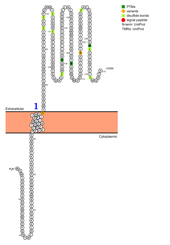 杀伤细胞激活受体KLRK1 杀伤细胞激活受体KLRK1