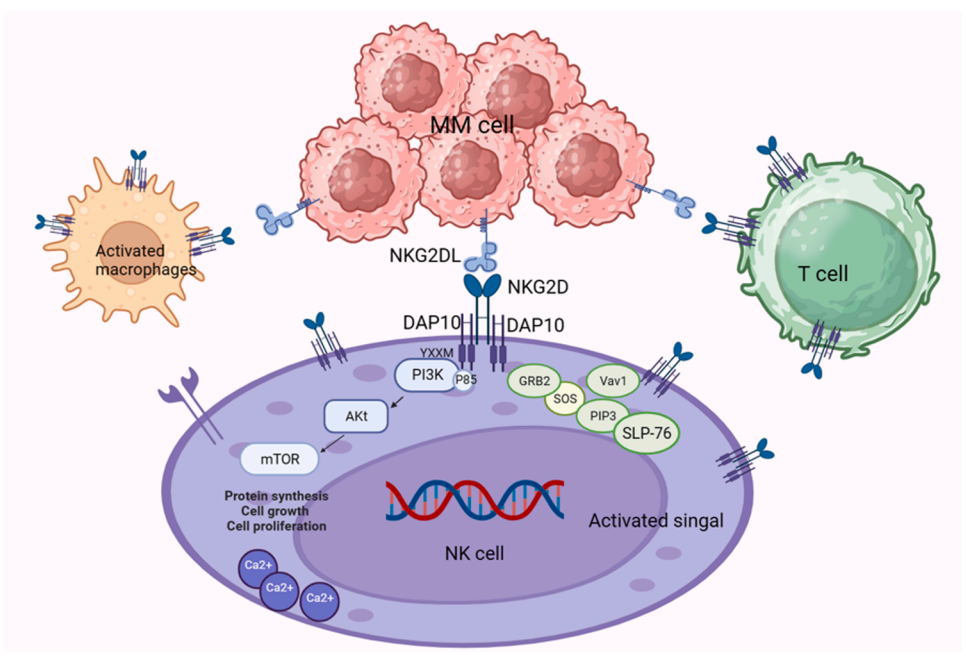 杀伤细胞激活受体KLRK1 杀伤细胞激活受体KLRK1